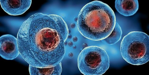 Track 1: Fundamental Stem Cell Research