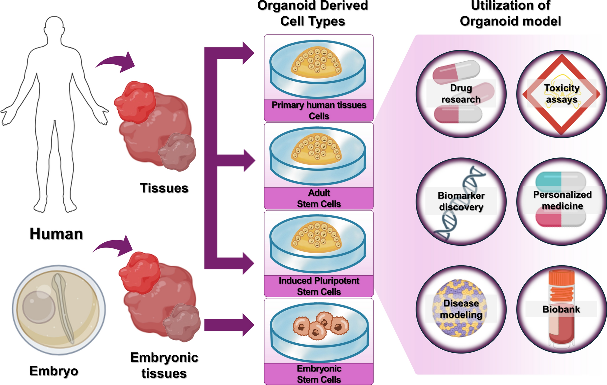 Track 5: Organoids, Bioprinting & Advanced Research Models
